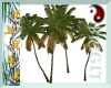 {TFB} 4 Palm Trees