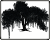 [A]Tree summer night