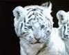White Tiger Cub Couch