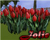 JF Red Tulip Field