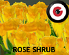 Yellow Roses Huge Shrub