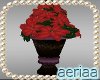 Poinsettia A