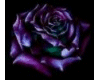 Purple Blue Rose
