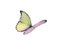 [ML]Butterfly