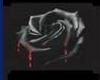 blackblood rose