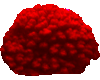 Pocillopora-Coral (red)
