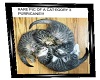 LG-3 Kittens