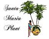 Santa Maria-plant