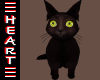 Bombay Cute Cat Pet