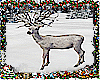 *Winter Deer