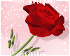 Valentine Rose In Hand