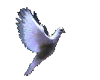 Dove sticker animated