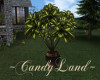 ~CL~COUNTRY LRG. PLANT