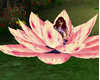 Pink meditation lotus