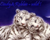 white tiger_couple