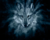 Background Wolf