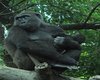 dj animated gorilla