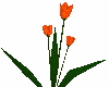 Orange Tulips no vase