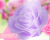 Aly! Valeria rose crown
