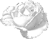 M White Sparkle Rose