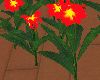 Red Plumeria