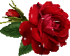 sparkle rose
