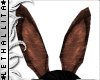 Chocolate Bunny Ears