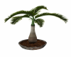 Potted Palm 2