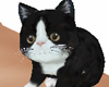 Tuxedo kitty cat