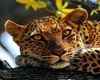 Leopard Frame 3