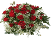 red roses 3