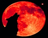 HOWLING at the moon pic