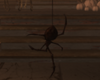 Hanging Spider Animated
