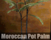 *Moroccan Pot Palm