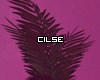 â¢Palmera