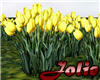 JF Yellow Tulip Field