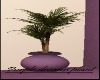 -purple dream plant-