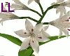 LL: White Tiger Lily