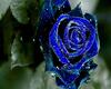 Blue Valentines Rose