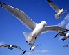 Night Dreams Seagulls