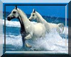 Voix Animaux Pro