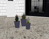 Purple Potted Plants