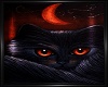 Black Cat Picture