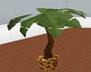 leopard palm tree
