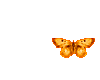 Sm orange butterfly