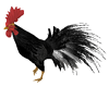 Black Rooster anim.