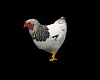 IMI Chicken Animated