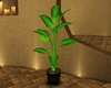 [OM] New Plant