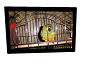 my parrot tv