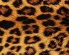 Leopard Coat